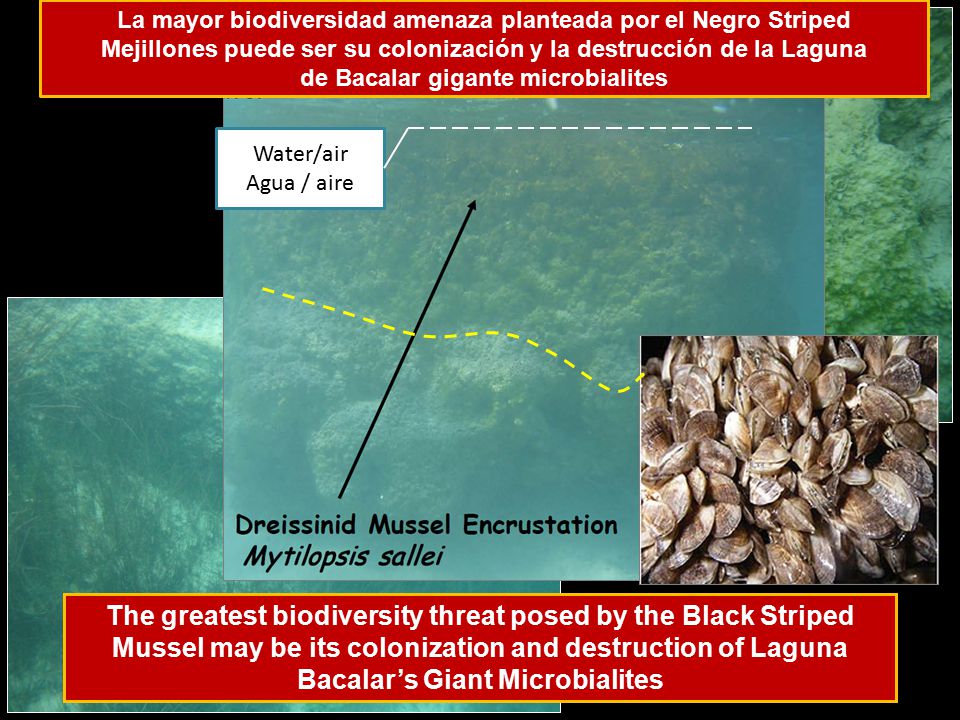 La mayor biodiversidad amenaza planteada por el Negro Striped Mejillones puede ser su colonización y la destrucción de la Laguna de Bacalar gigante microbialites