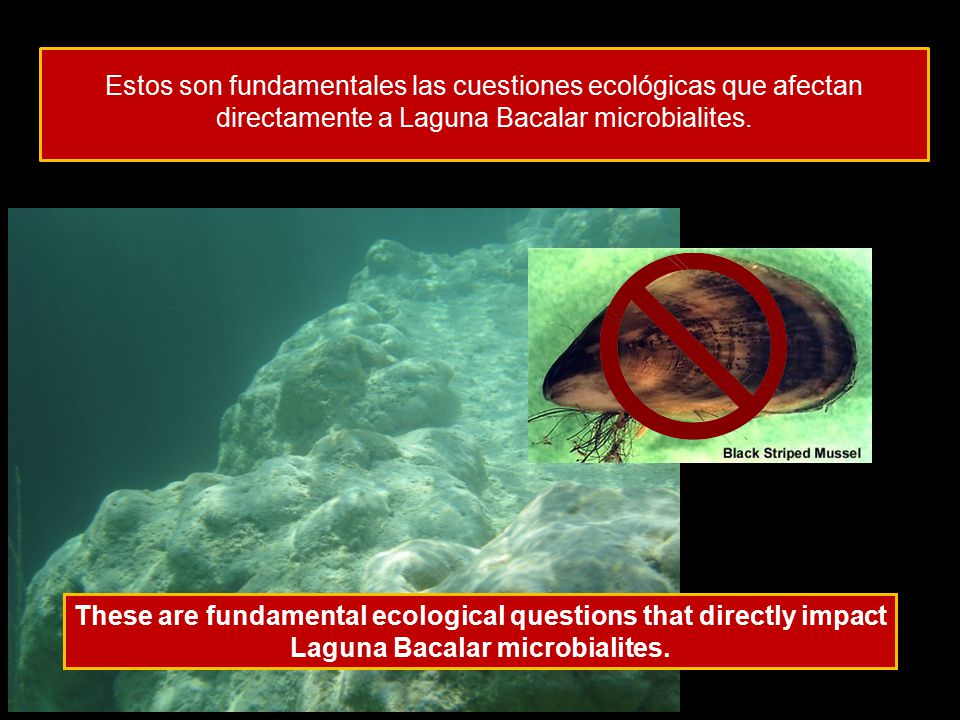 Estos son fundamentales las cuestiones ecológicas que afectan directamente a Laguna Bacalar microbialites.