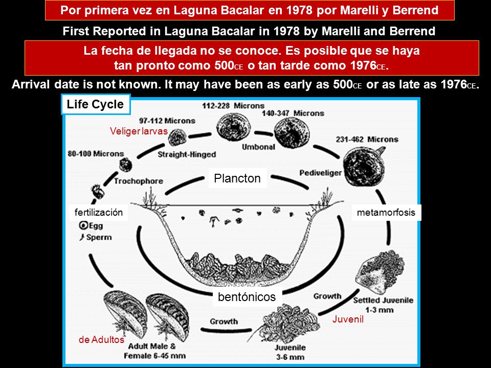 Por primera vez en Laguna Bacalar en 1978 por Marelli y Berrend