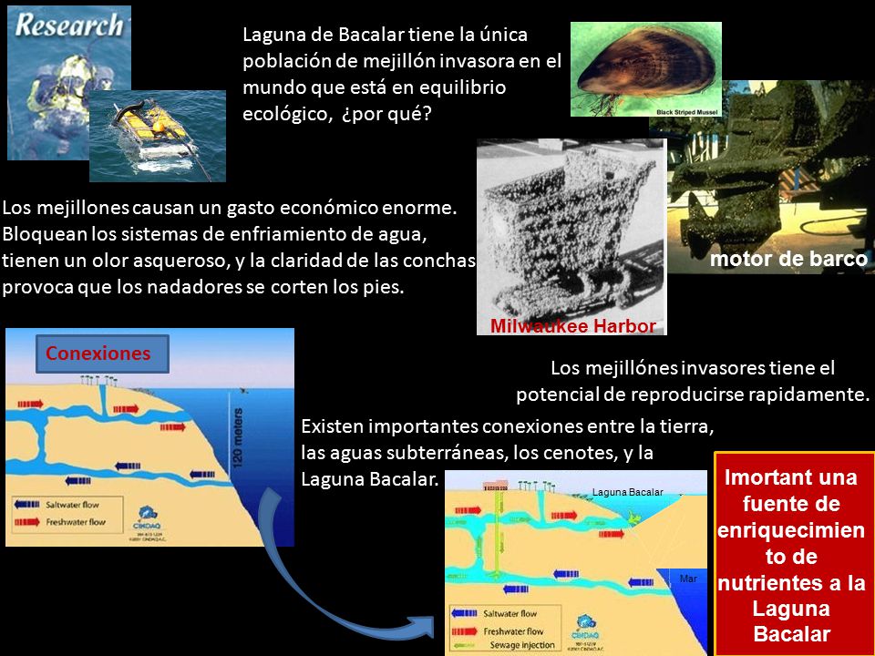 Laguna de Bacalar tiene la única población de mejillón invasora en el mundo que está en equilibrio ecológico, ¿por qué