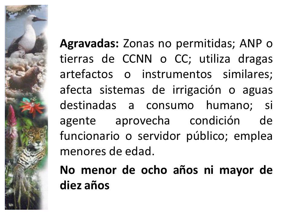 Agravadas: Zonas no permitidas; ANP o tierras de CCNN o CC; utiliza dragas artefactos o instrumentos similares; afecta sistemas de irrigación o aguas destinadas a consumo humano; si agente aprovecha condición de funcionario o servidor público; emplea menores de edad.