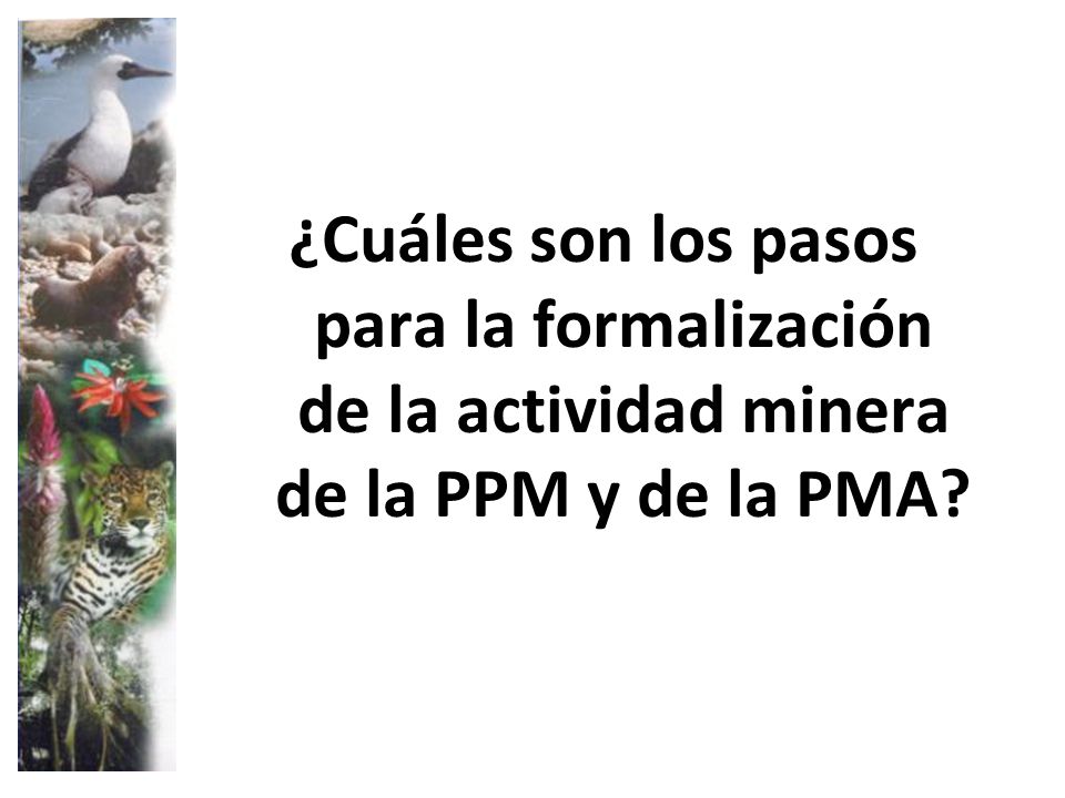 ¿Cuáles son los pasos para la formalización de la actividad minera de la PPM y de la PMA