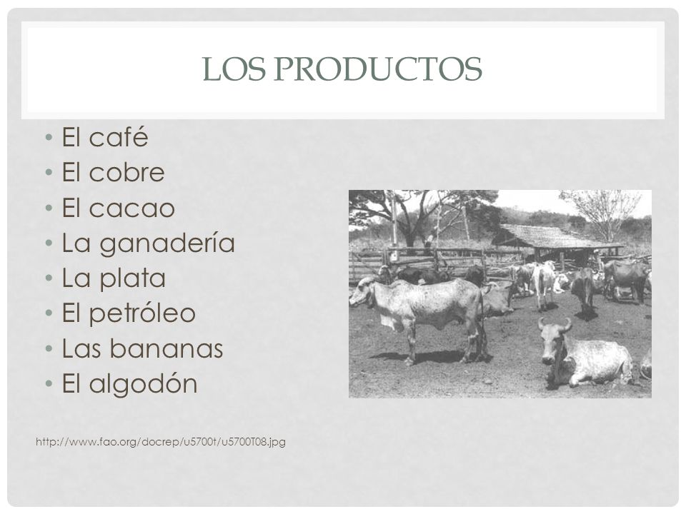 Los productos El café El cobre El cacao La ganadería La plata