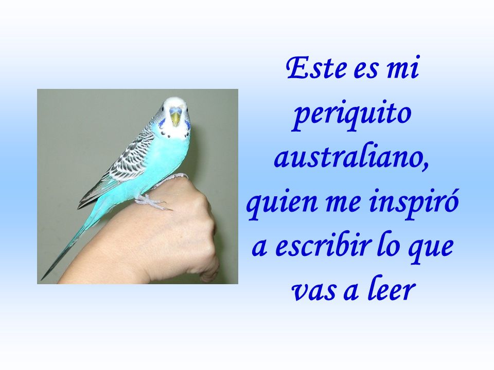 Este es mi periquito australiano, quien me inspiró a escribir lo que vas a leer