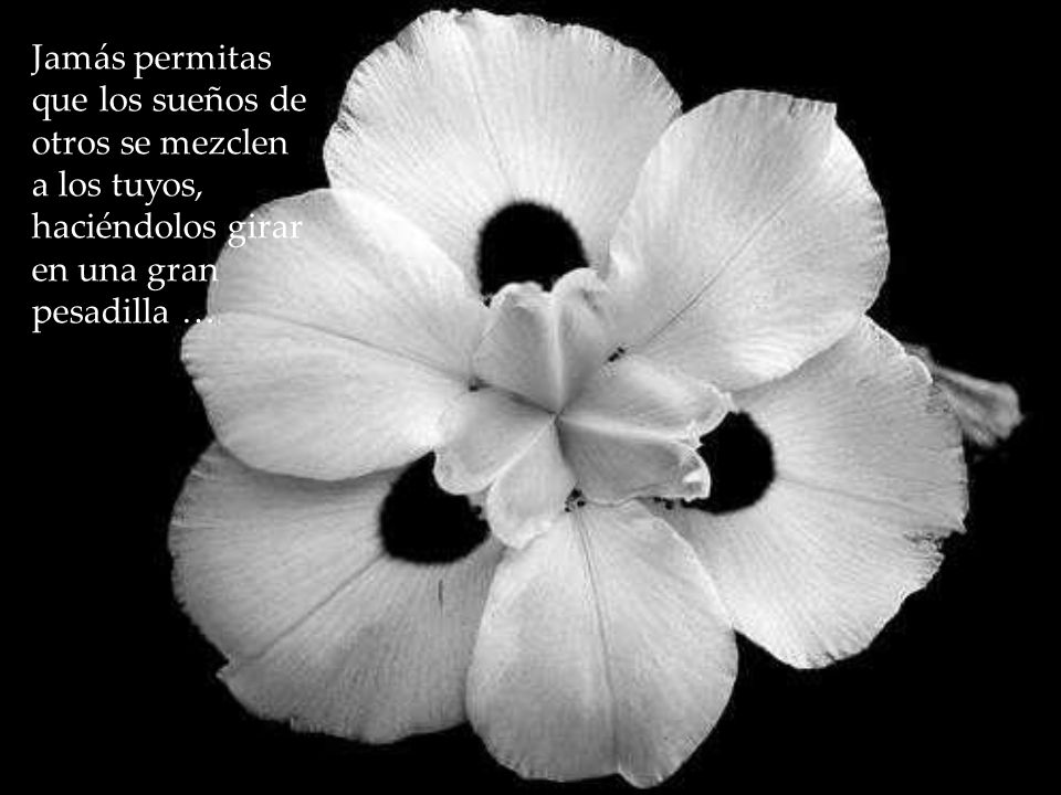 Jamás permitas que los sueños de otros se mezclen a los tuyos, haciéndolos girar en una gran pesadilla …