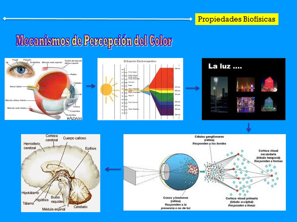 Mecanismos de Percepción del Color