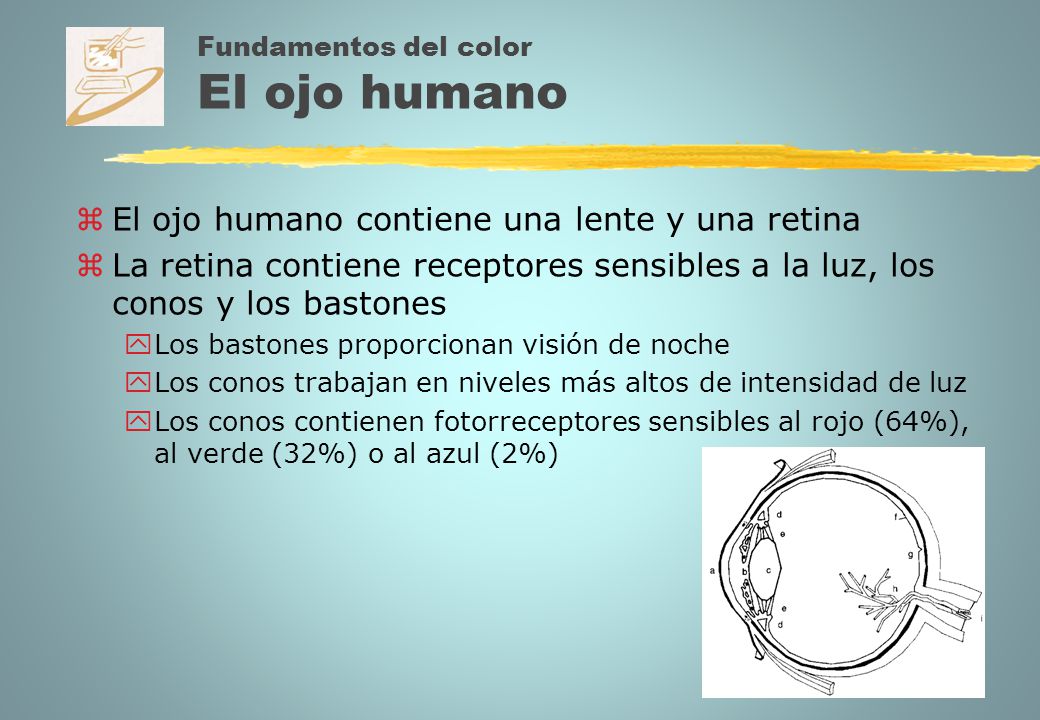 Fundamentos del color El ojo humano