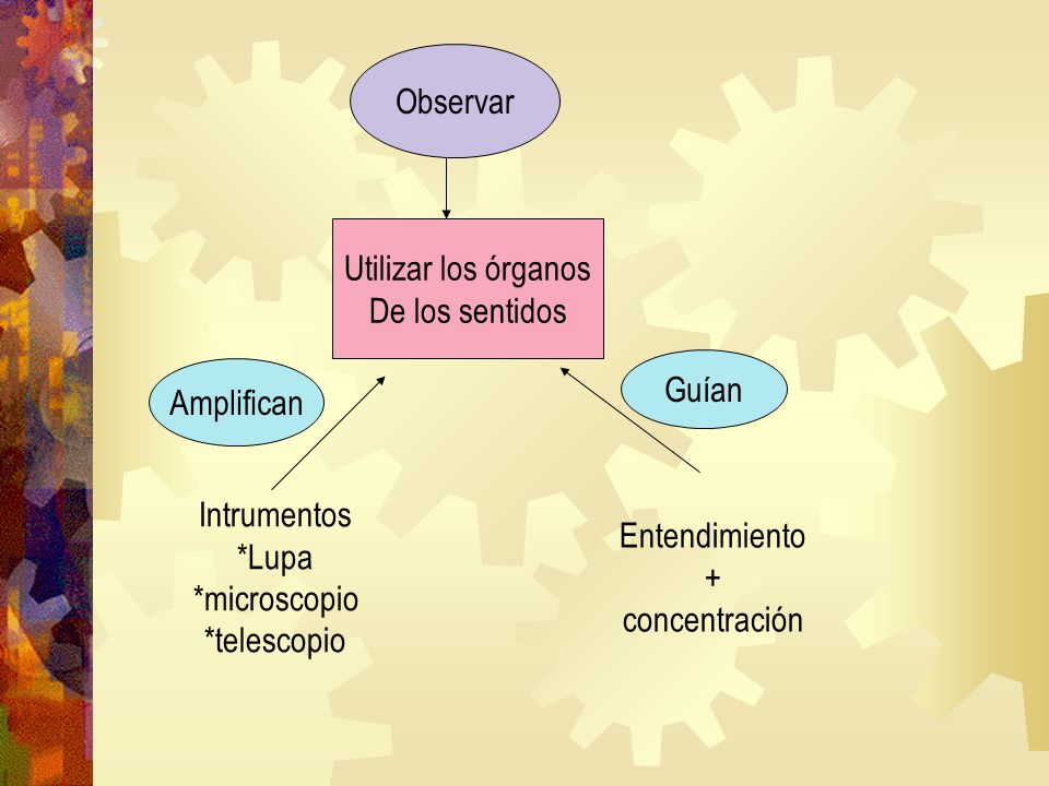 Observar Utilizar los órganos. De los sentidos. Guían. Amplifican. Entendimiento. + concentración.