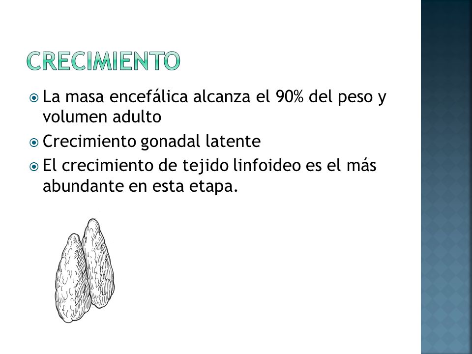 crecimiento La masa encefálica alcanza el 90% del peso y volumen adulto. Crecimiento gonadal latente.