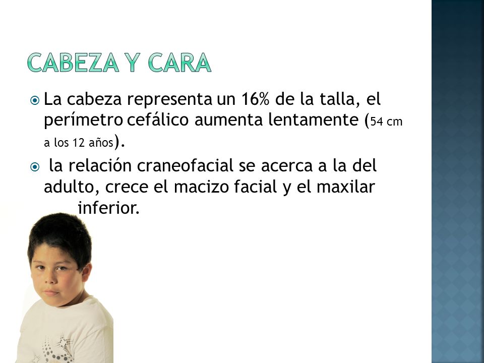 Cabeza y cara La cabeza representa un 16% de la talla, el perímetro cefálico aumenta lentamente (54 cm a los 12 años).