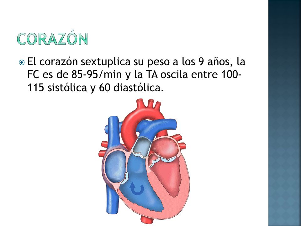 corazón El corazón sextuplica su peso a los 9 años, la FC es de 85-95/min y la TA oscila entre sistólica y 60 diastólica.
