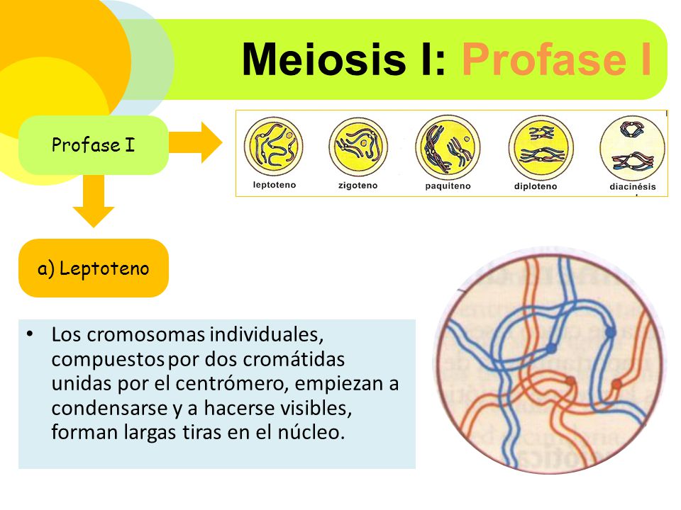 Meiosis I: Profase I Profase I. a) Leptoteno.