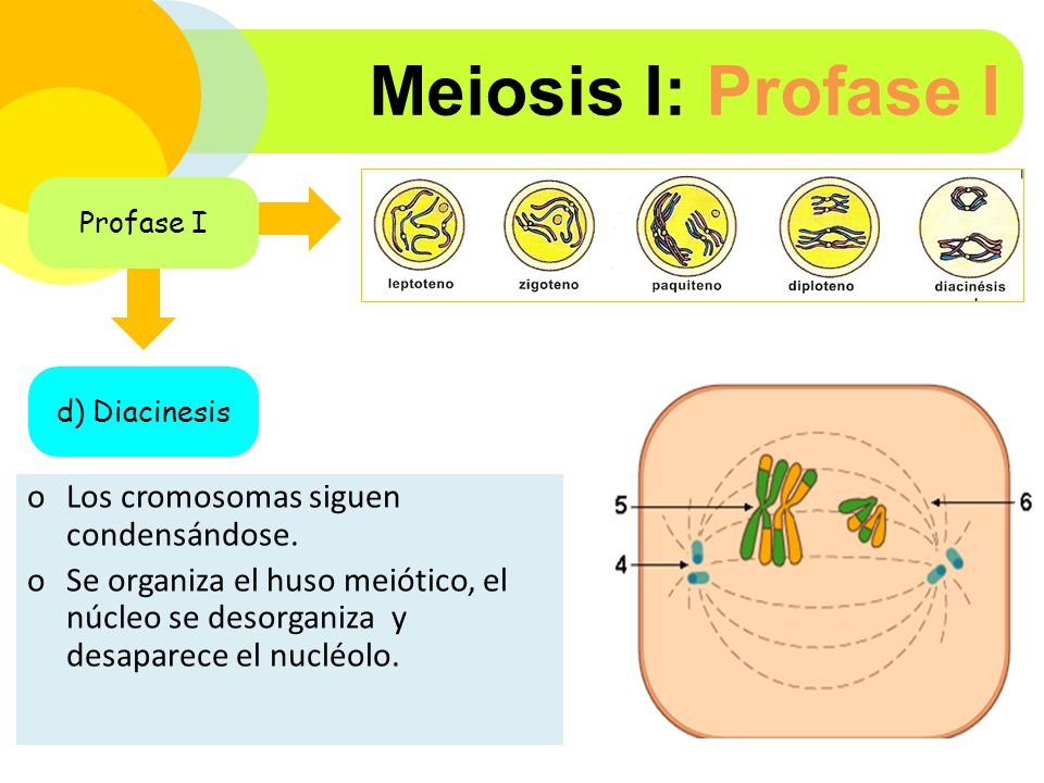 Meiosis I: Profase I Los cromosomas siguen condensándose.