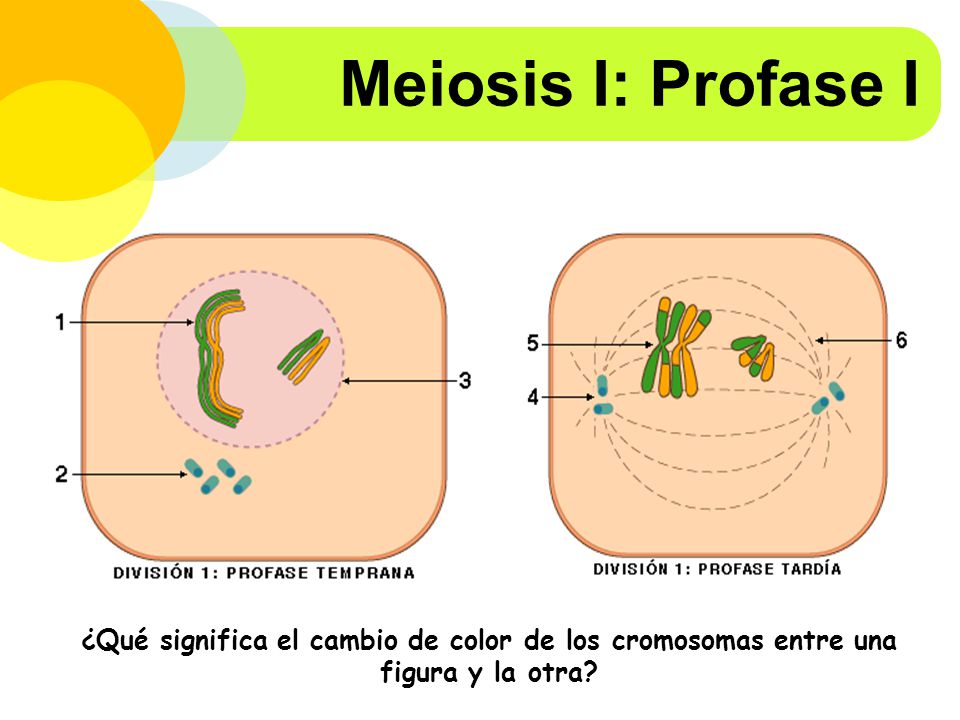 Meiosis I: Profase I ¿Qué significa el cambio de color de los cromosomas entre una figura y la otra