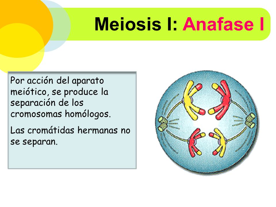 Meiosis I: Anafase I Por acción del aparato meiótico, se produce la separación de los cromosomas homólogos.