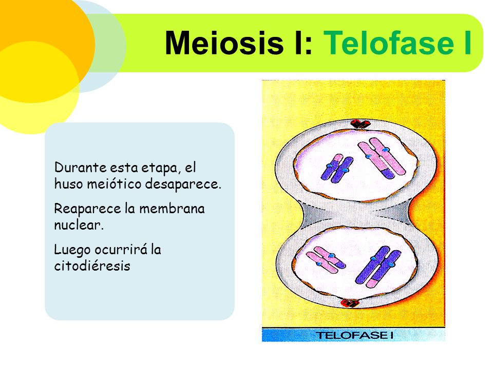 Meiosis I: Telofase I Durante esta etapa, el huso meiótico desaparece.