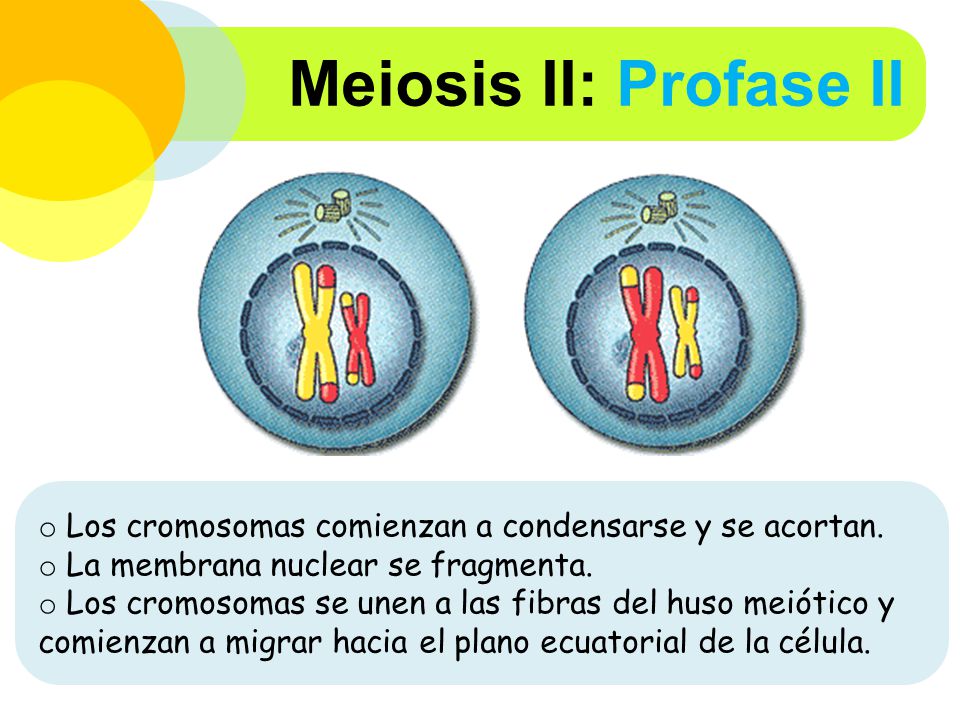 Meiosis II: Profase II Los cromosomas comienzan a condensarse y se acortan. La membrana nuclear se fragmenta.