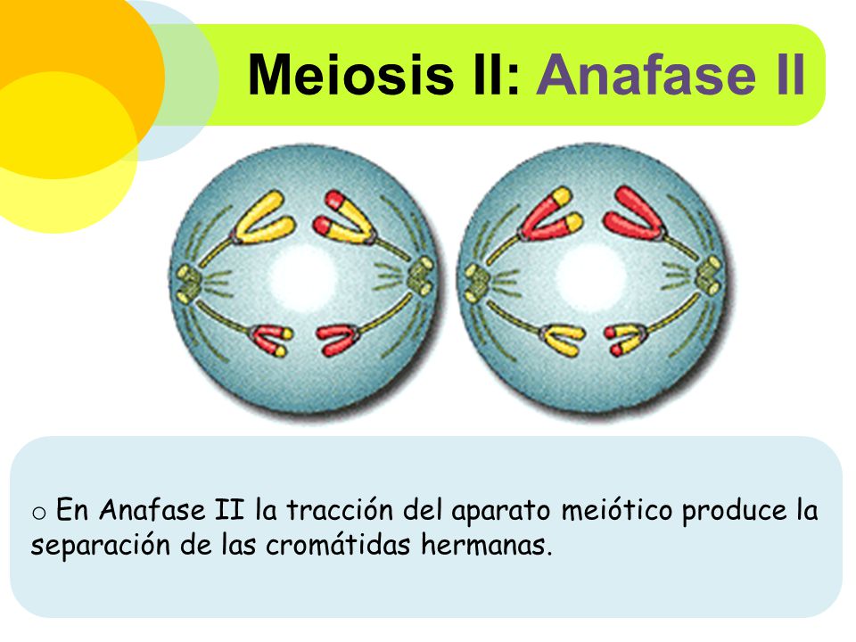 Meiosis II: Anafase II En Anafase II la tracción del aparato meiótico produce la separación de las cromátidas hermanas.