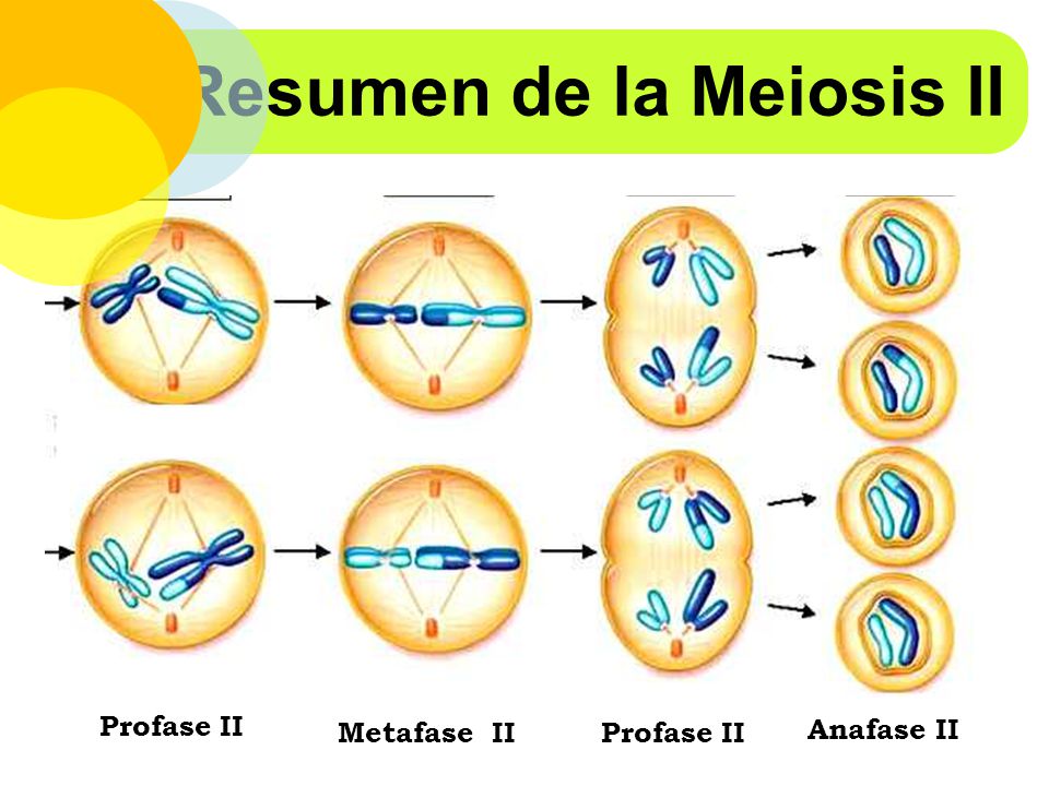 Resumen de la Meiosis II