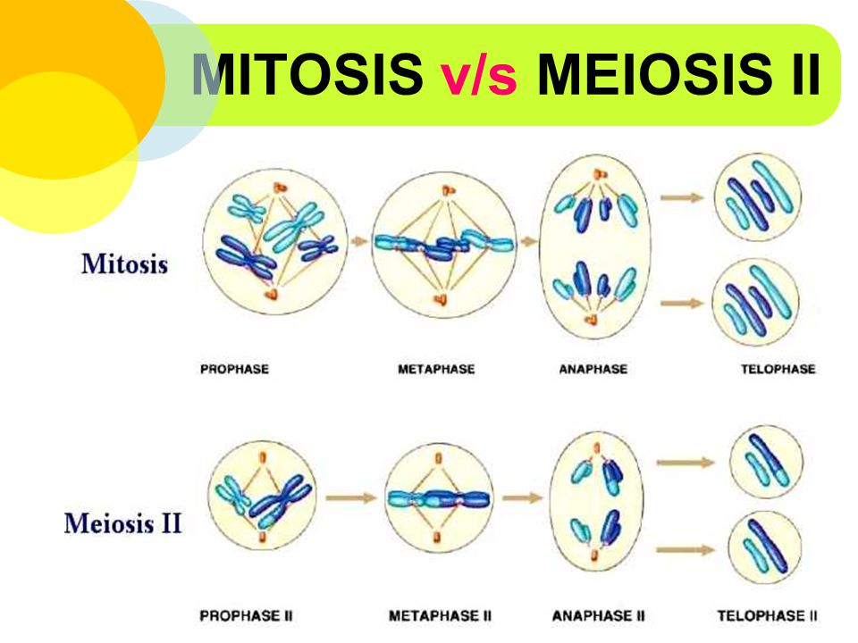 MITOSIS v/s MEIOSIS II.