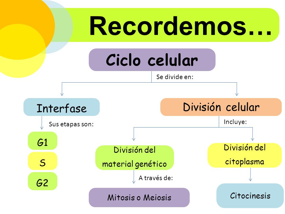 Recordemos… Ciclo celular Interfase División celular G1 S G2