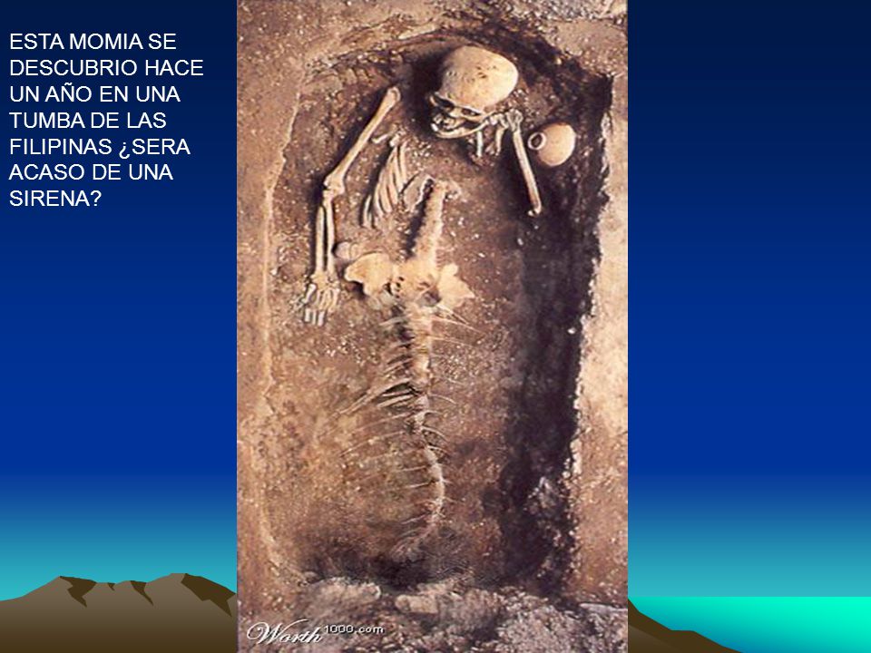 ESTA MOMIA SE DESCUBRIO HACE UN AÑO EN UNA TUMBA DE LAS FILIPINAS ¿SERA ACASO DE UNA SIRENA