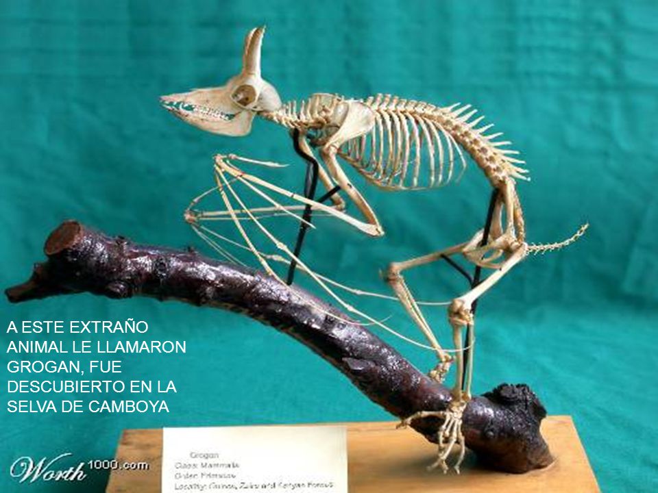 A ESTE EXTRAÑO ANIMAL LE LLAMARON GROGAN, FUE DESCUBIERTO EN LA SELVA DE CAMBOYA