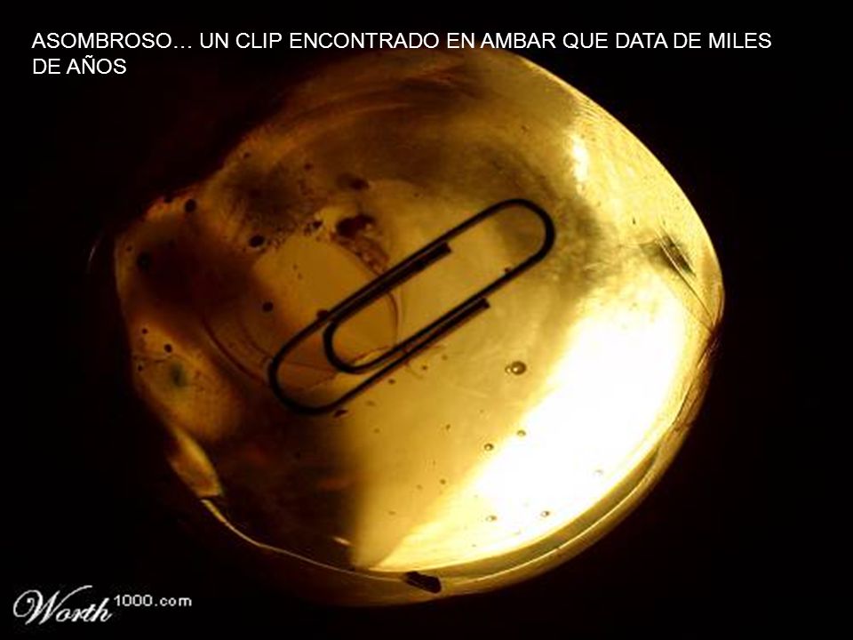 ASOMBROSO… UN CLIP ENCONTRADO EN AMBAR QUE DATA DE MILES DE AÑOS