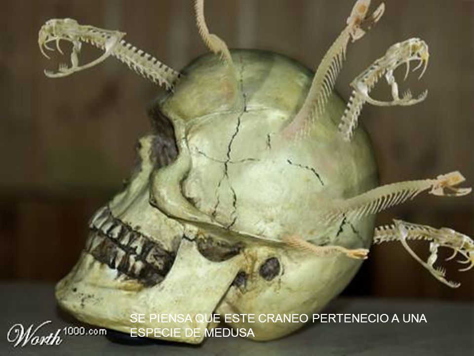 SE PIENSA QUE ESTE CRANEO PERTENECIO A UNA ESPECIE DE MEDUSA
