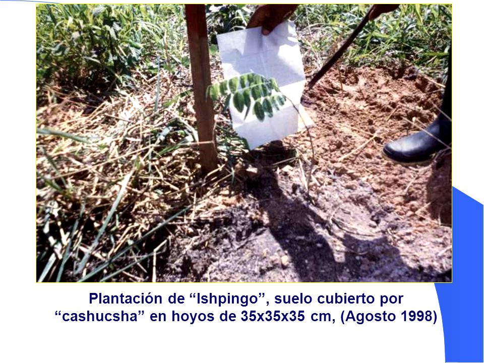 Plantación de Ishpingo , suelo cubierto por cashucsha en hoyos de 35x35x35 cm, (Agosto 1998)