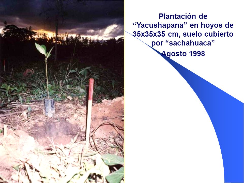 Plantación de Yacushapana en hoyos de 35x35x35 cm, suelo cubierto por sachahuaca