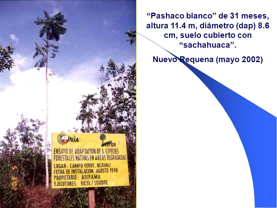 Pashaco blanco de 31 meses, altura m, diámetro (dap) 8