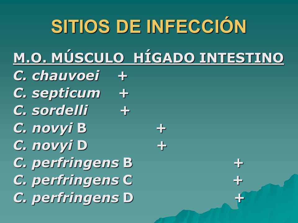 SITIOS DE INFECCIÓN M.O. MÚSCULO HÍGADO INTESTINO C. chauvoei +
