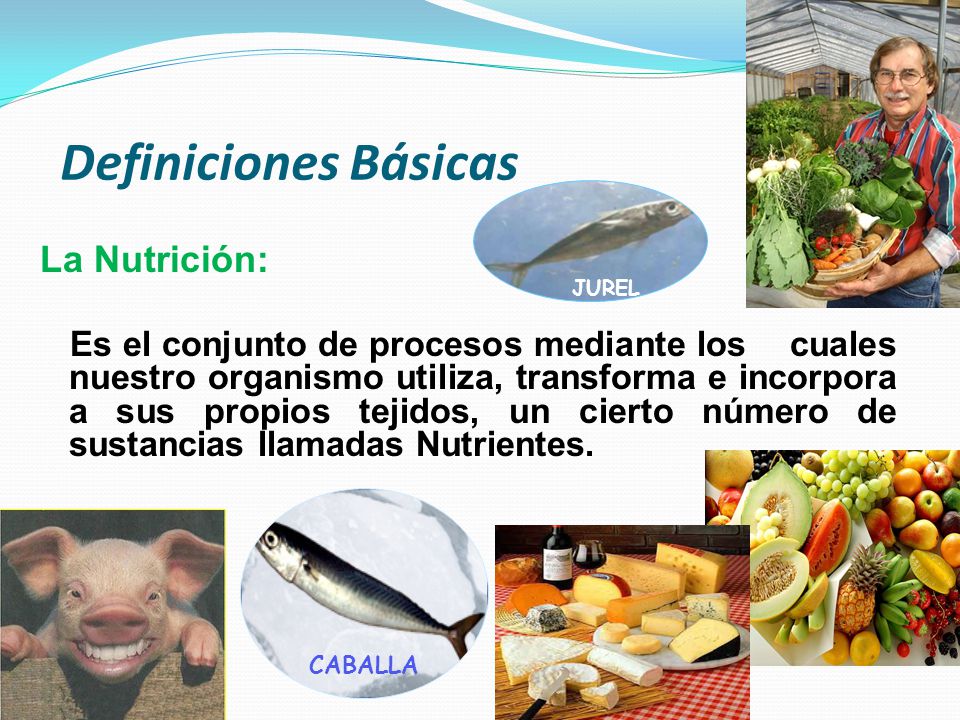 Definiciones Básicas La Nutrición:
