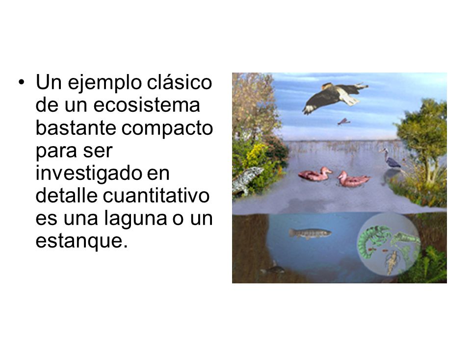 Un ejemplo clásico de un ecosistema bastante compacto para ser investigado en detalle cuantitativo es una laguna o un estanque.