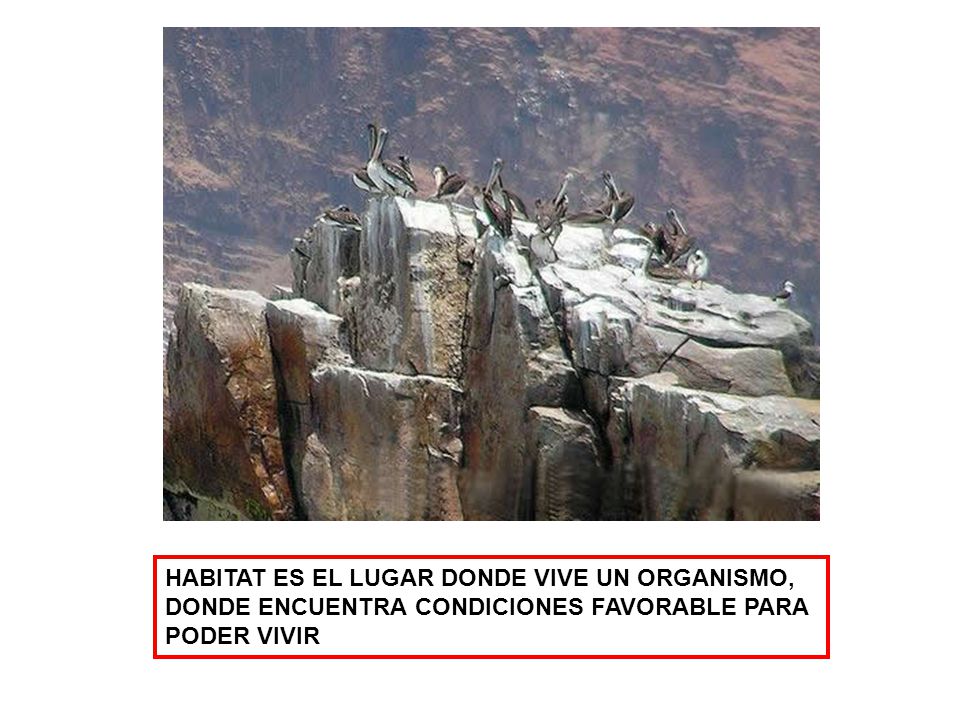 HABITAT ES EL LUGAR DONDE VIVE UN ORGANISMO, DONDE ENCUENTRA CONDICIONES FAVORABLE PARA PODER VIVIR