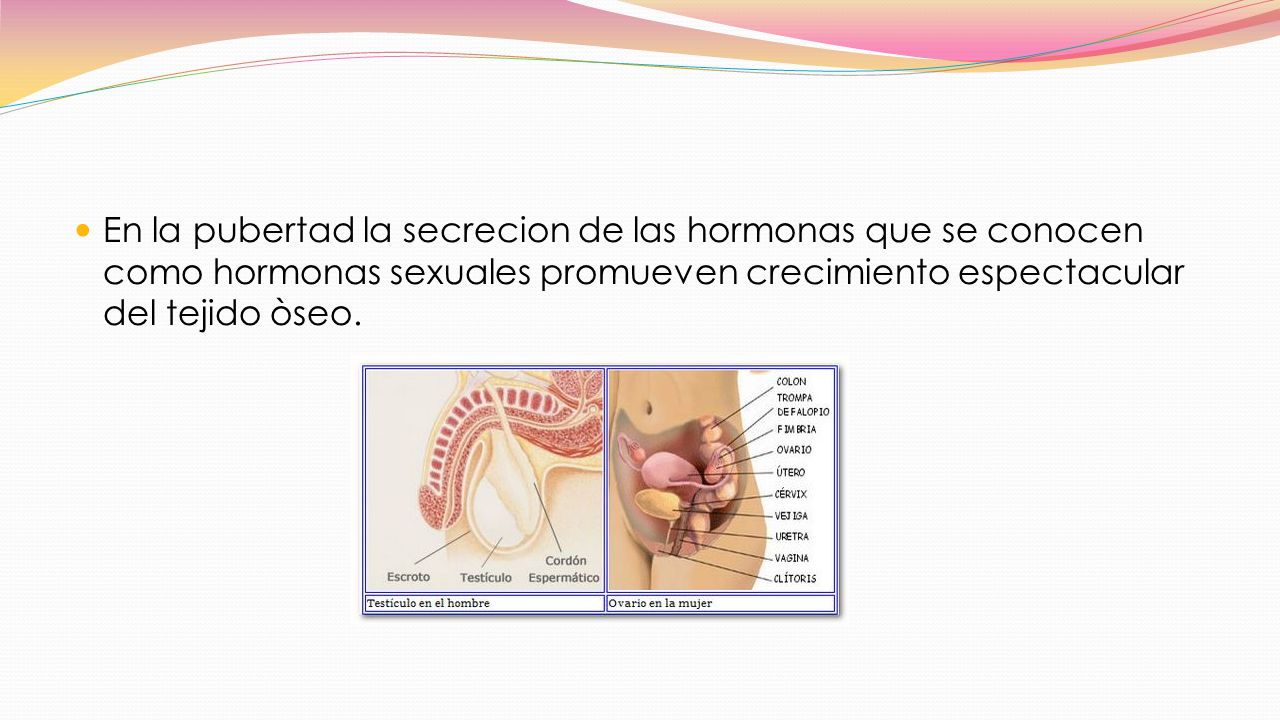 En la pubertad la secrecion de las hormonas que se conocen como hormonas sexuales promueven crecimiento espectacular del tejido òseo.