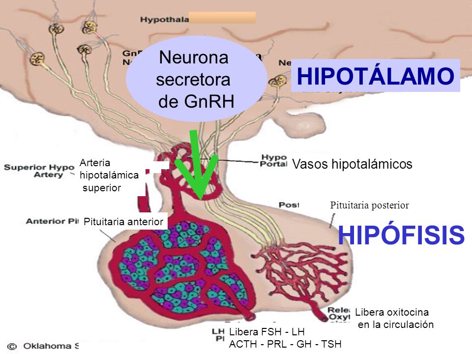 HIPÓFISIS HIPOTÁLAMO Neurona secretora de GnRH Neurona secretora