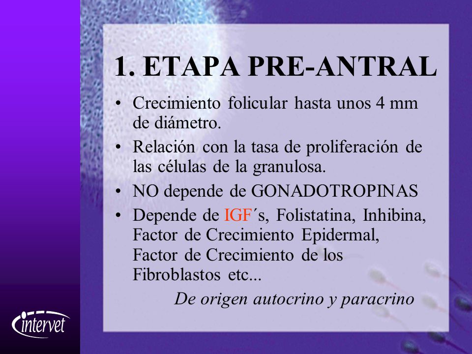 1. ETAPA PRE-ANTRAL Crecimiento folicular hasta unos 4 mm de diámetro.