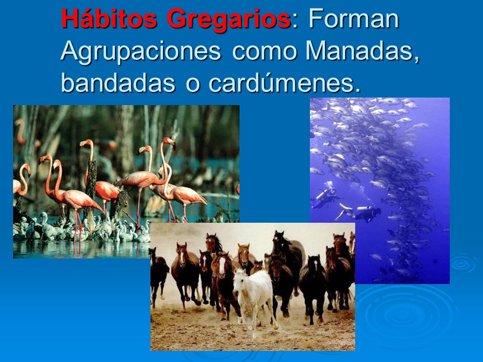 Hábitos Gregarios: Forman Agrupaciones como Manadas, bandadas o cardúmenes.