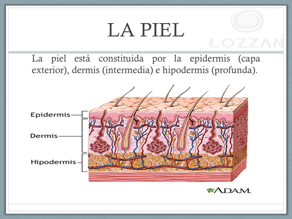 LA PIEL La piel está constituida por la epidermis (capa exterior), dermis (intermedia) e hipodermis (profunda).