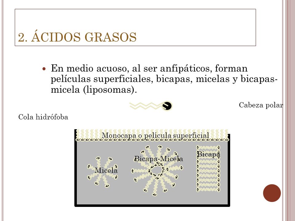 2. ÁCIDOS GRASOS En medio acuoso, al ser anfipáticos, forman películas superficiales, bicapas, micelas y bicapas- micela (liposomas).