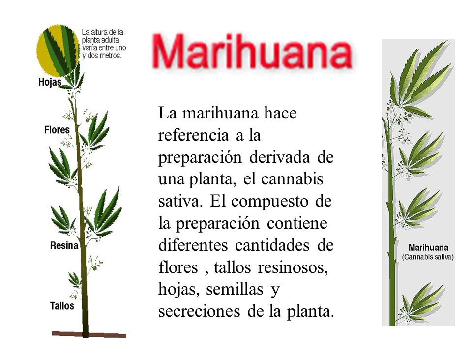La marihuana hace referencia a la preparación derivada de una planta, el cannabis sativa.