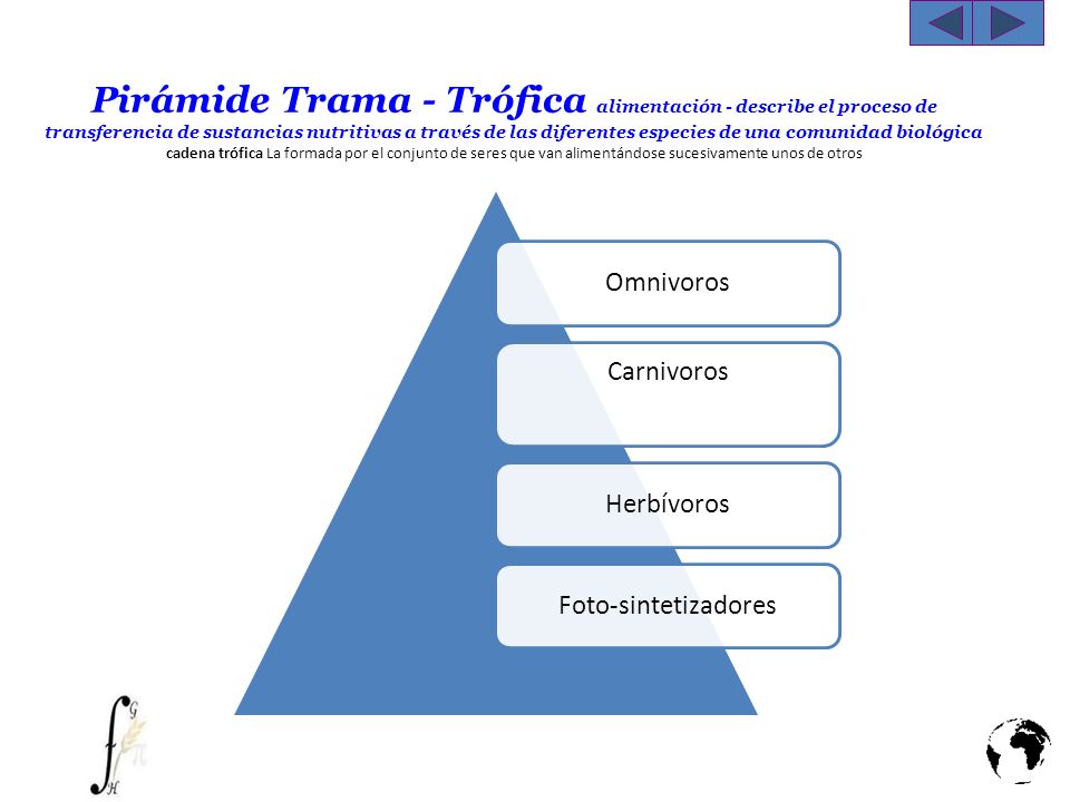 Pirámide Trama - Trófica alimentación - describe el proceso de transferencia de sustancias nutritivas a través de las diferentes especies de una comunidad biológica cadena trófica La formada por el conjunto de seres que van alimentándose sucesivamente unos de otros