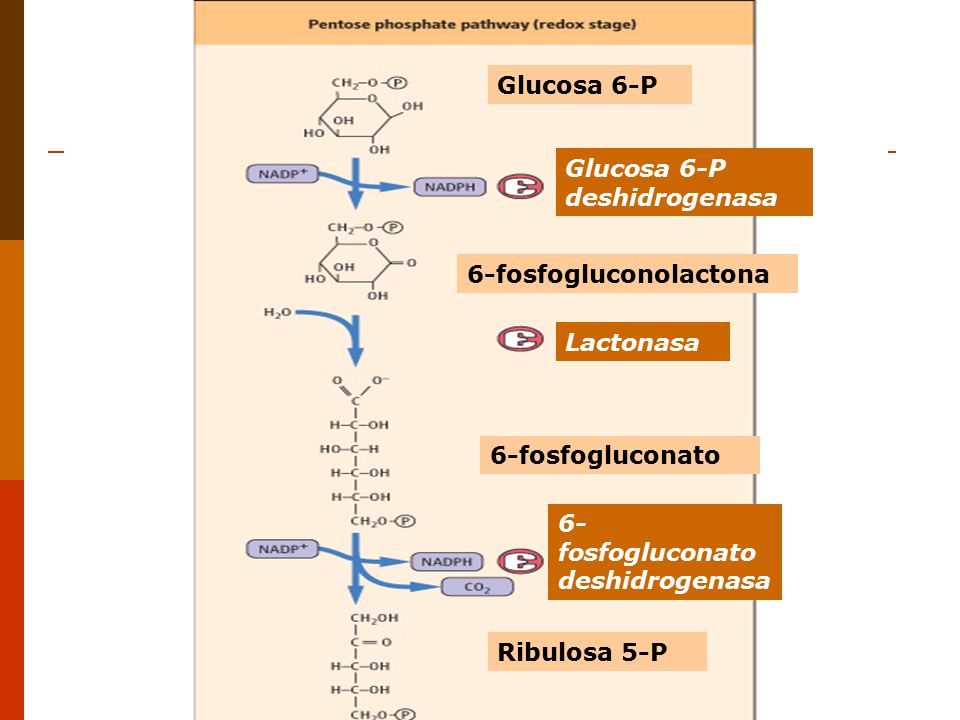 Glucosa 6-P Glucosa 6-P deshidrogenasa. 6-fosfogluconolactona. Lactonasa. 6-fosfogluconato. 6-fosfogluconato deshidrogenasa.