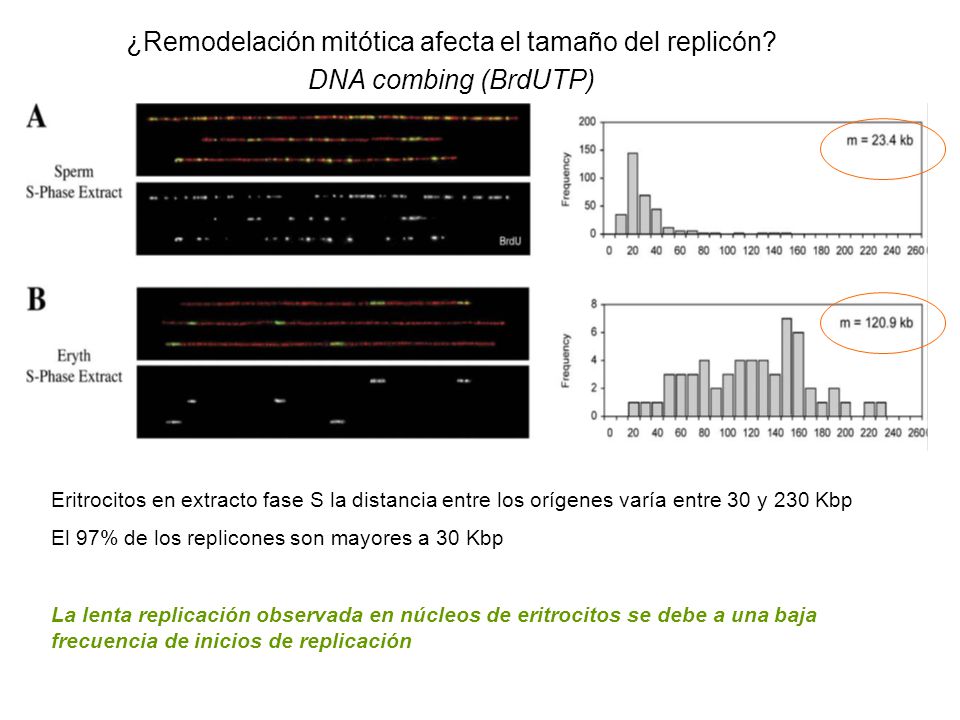 ¿Remodelación mitótica afecta el tamaño del replicón