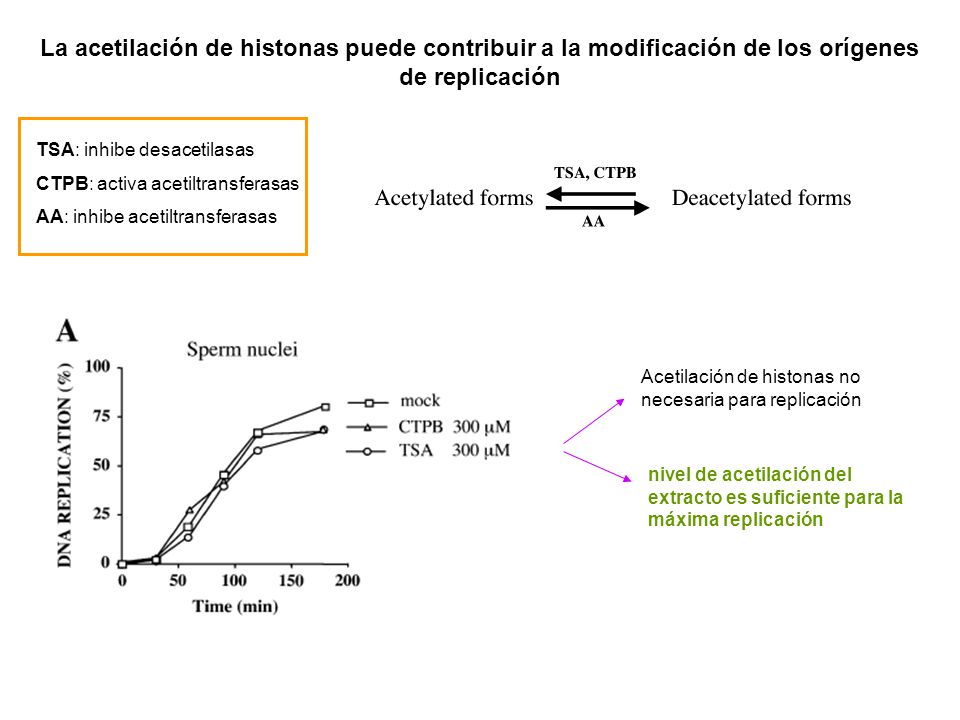 La acetilación de histonas puede contribuir a la modificación de los orígenes de replicación
