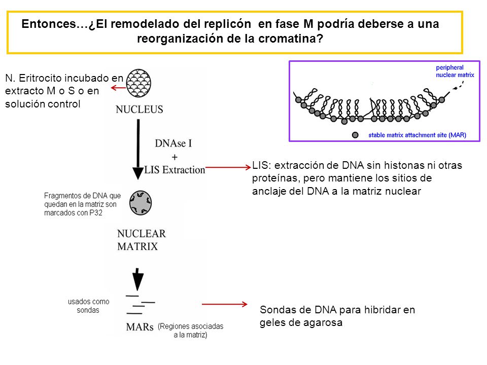 Entonces…¿El remodelado del replicón en fase M podría deberse a una reorganización de la cromatina