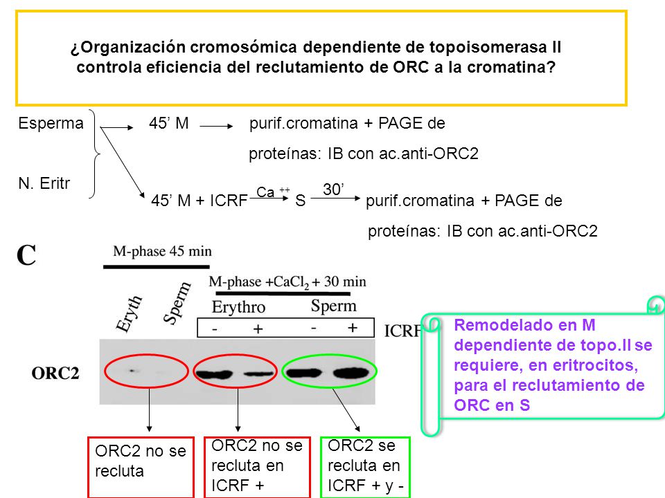 Esperma 45’ M purif.cromatina + PAGE de proteínas: IB con ac.anti-ORC2