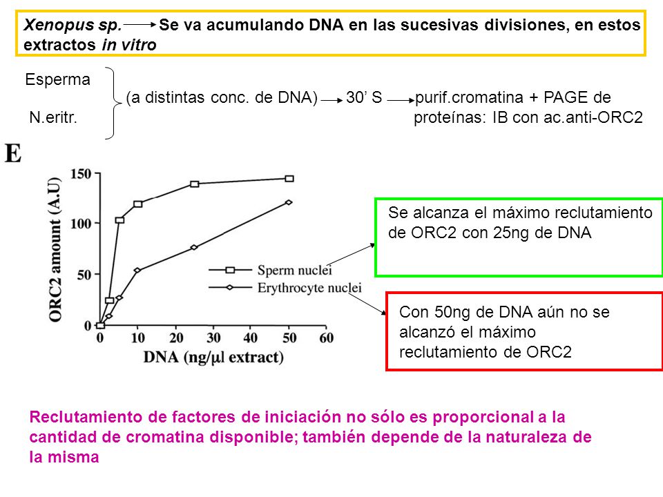 Xenopus sp. Se va acumulando DNA en las sucesivas divisiones, en estos extractos in vitro